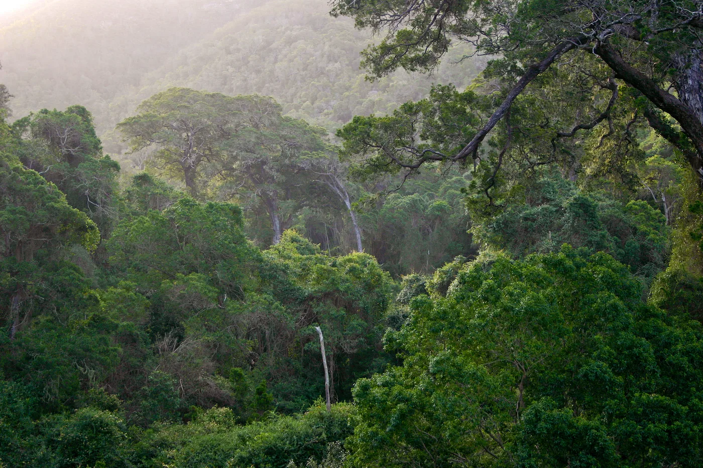 Dense indigenous Knysna forest canopy on a misty hillside, with large spreading trees